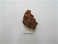 藏品(琉璃蛺蝶)的圖片